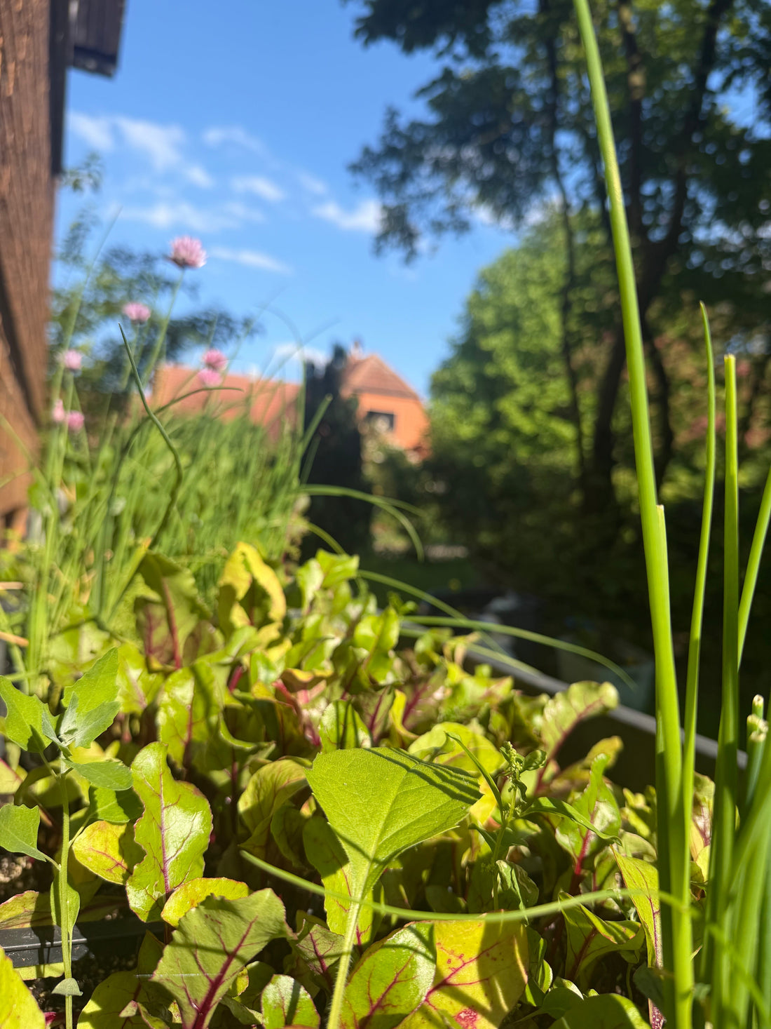 Welche Pflanzen lieben Wurmhumus besonders?